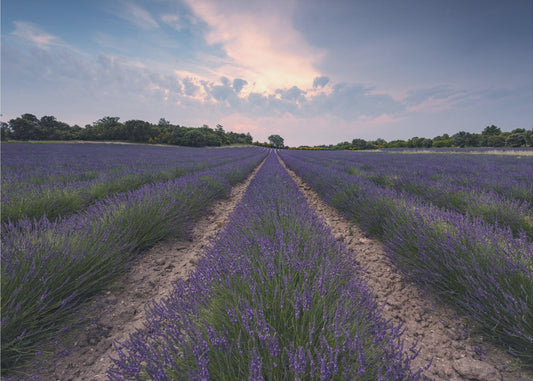 Blue Lavender | Wallpaper