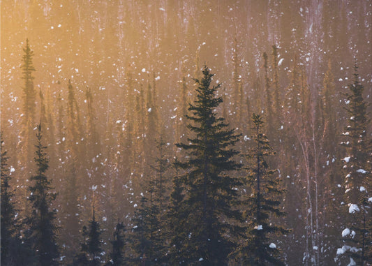 Snow Flakes | Canvas