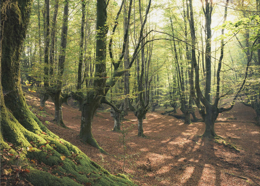 Forest Love | Canvas