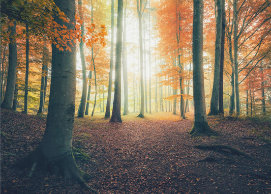 Autumn in the Woods | Wallpaper