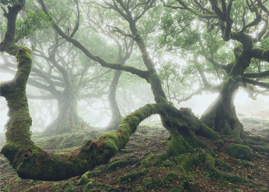 Mystic Laurel Forest | Canvas