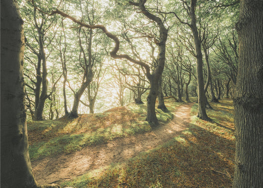 Magic Beech Wood | Wallpaper