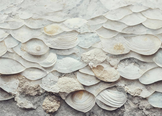 Shell Harmony Wall | Wallpaper