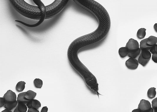 Black Snake Roam | Canvas