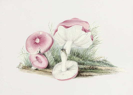 Vintager Russula Emetica Pilz Poster