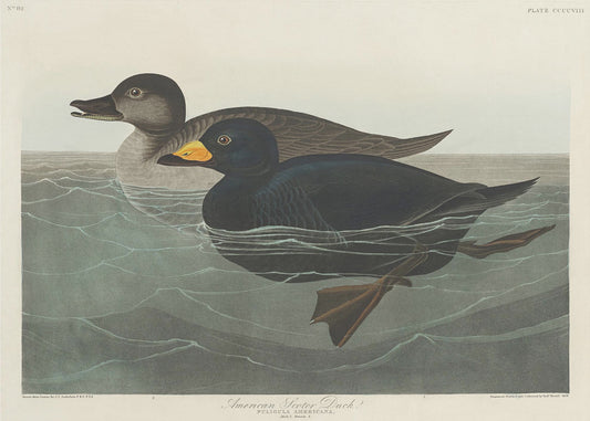 Amerikanische Trauerente aus Birds of America (1827) | Leinwand