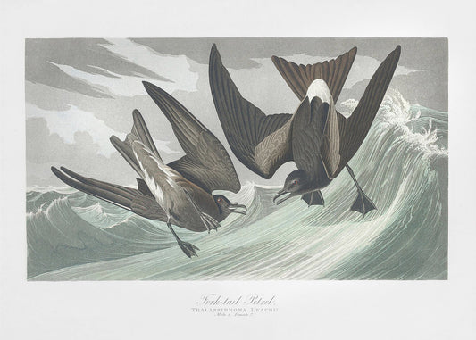 Gabelschwanz-Sturmvogel aus Birds of America (1827) | Leinwand