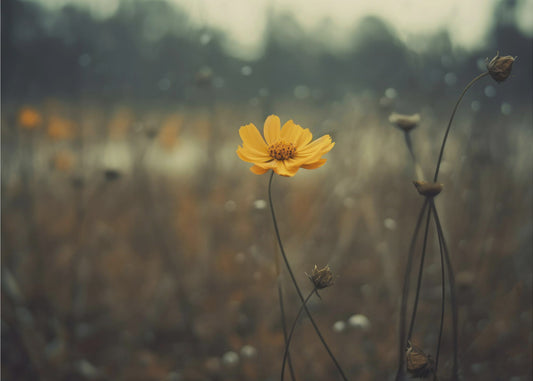 Solitary Bloomers | Wallpaper