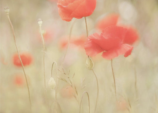 Memories | Canvas