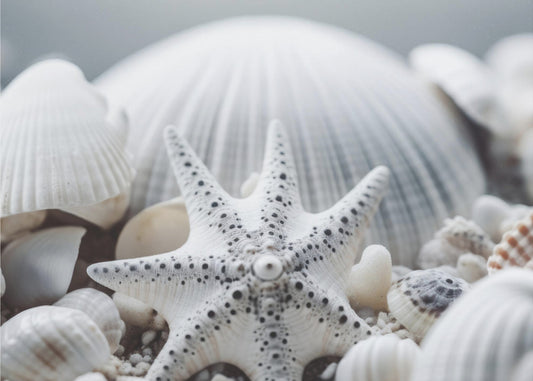Muschelsymphonie | Leinwand