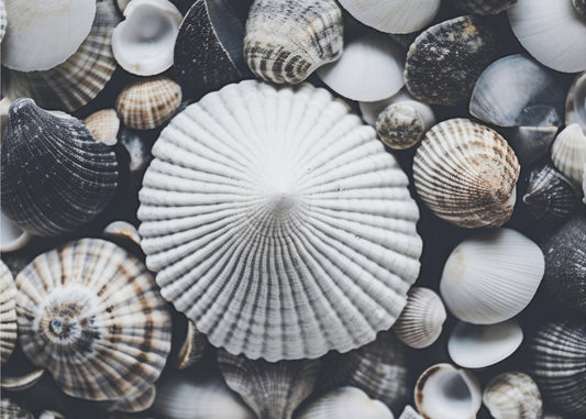 Muschelsymphonie | Leinwand