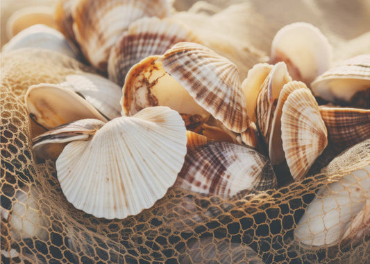 Muschelsymphonie | Leinwand