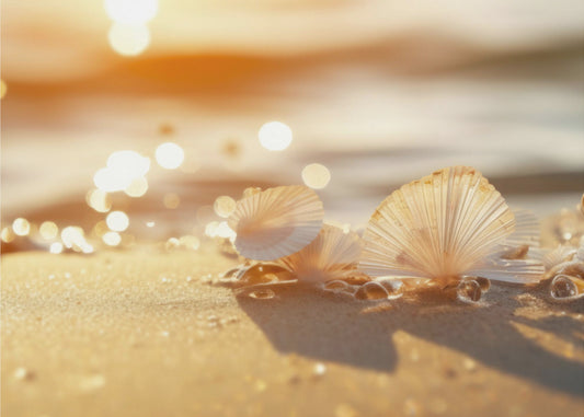 Sonnenbeschienene Muscheln | Leinwand
