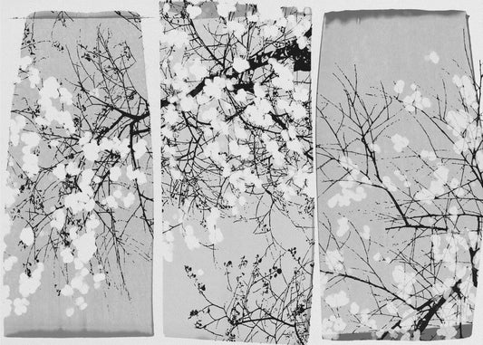 Oriental Blossom | Poster