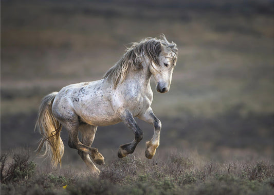 Mustang, Wildpferd / Equus ferus caballus | Leinwand