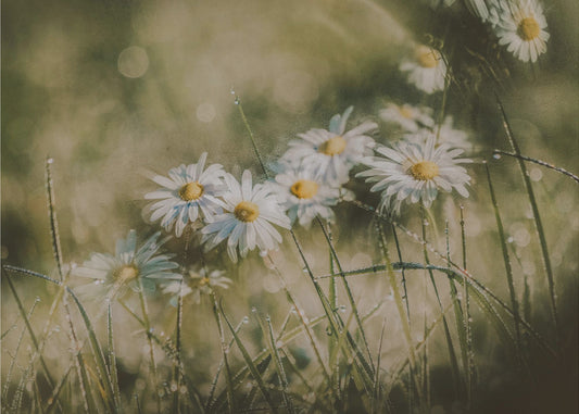 Gänseblümchen am frühen Morgen | Leinwand