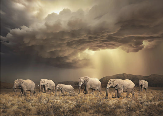 FreeElephants | Poster