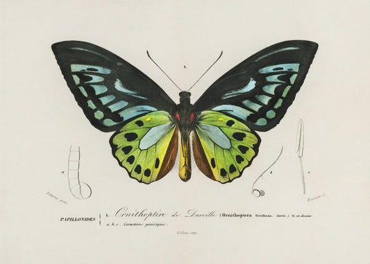 Green Birdwing Butterfly | Poster