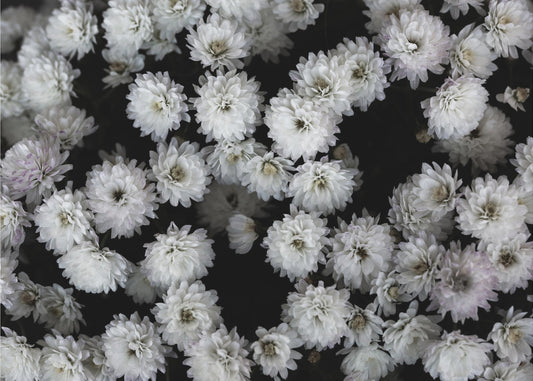 Kleine Blumen 3 | Leinwand