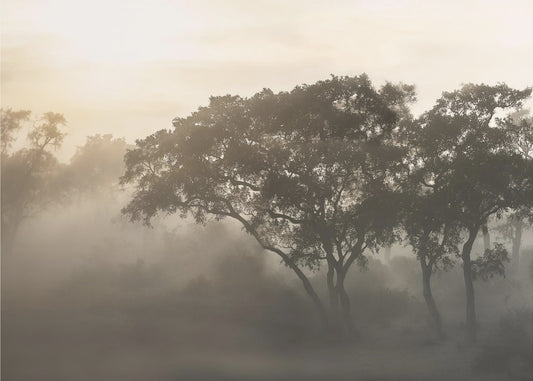 SAVANA SUNRISE | Poster