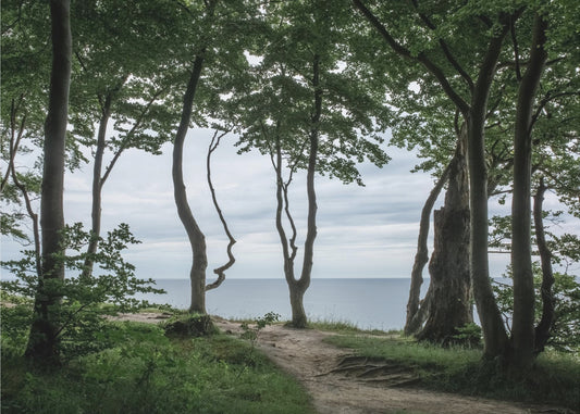 Forest At the Sea 2 | Poster
