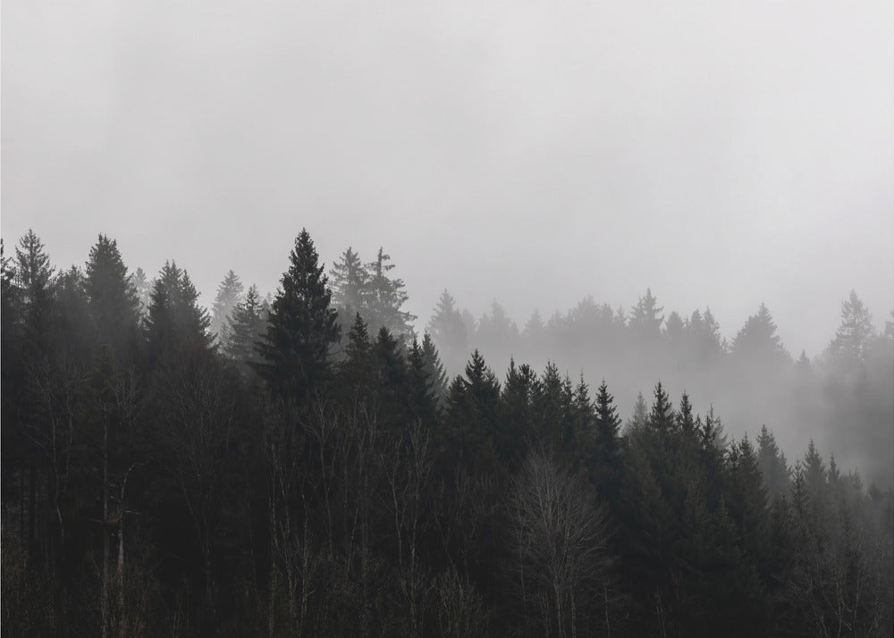 Foggy Woods 7 | Poster