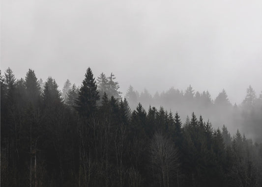 Foggy Woods 7 | Poster