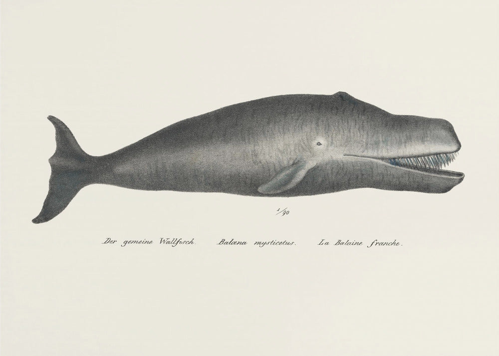 Wal II Antike handkolorierte Meeres-Lithographie 1824 | Leinwand
