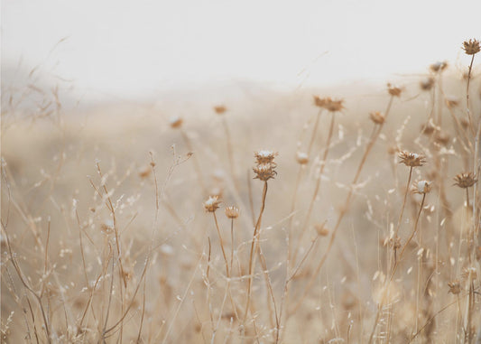 Winterdistel Nr. 2 | Leinwand