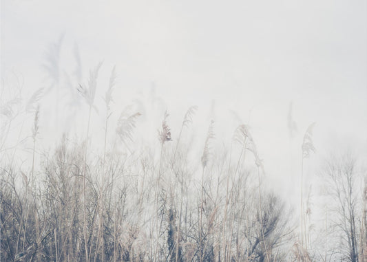Landscape of reeds and grass | Poster
