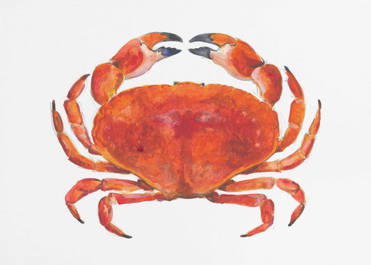 Realistic Red Crab | Canvas