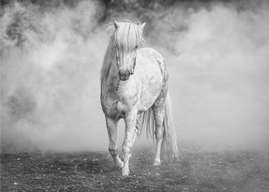 Und da kam ein weißes Pferd | Leinwand