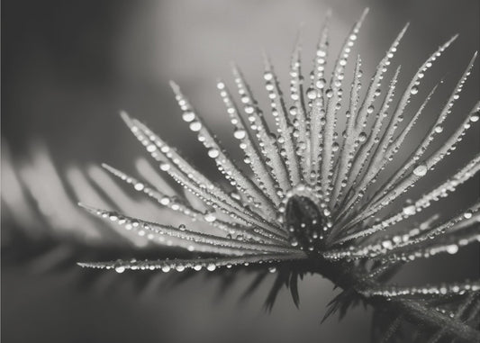 Taufrische Eleganz | Leinwand