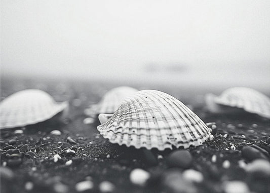 Seashell Serenity | Wallpaper