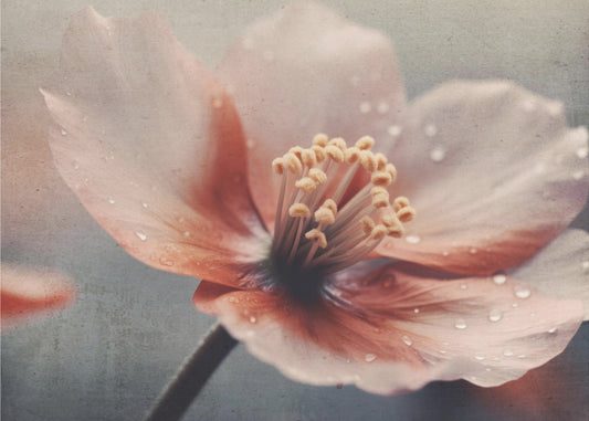 Petals of Serenity | Wallpaper