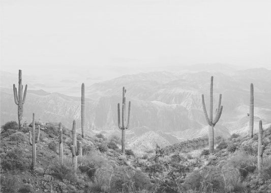Western Cactus | Poster
