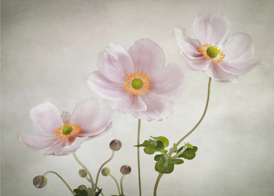Anemonen | Leinwand