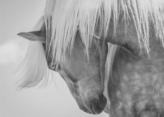 Haflinger Portrait II | Poster