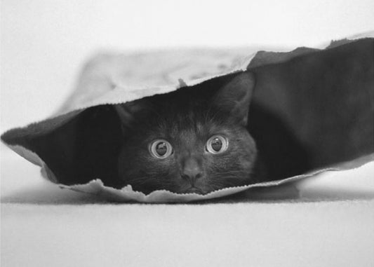 Cat in a bag | Canvas