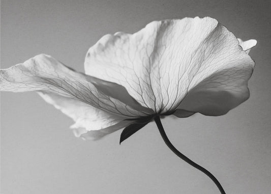 Delicate Petal Dance | Wallpaper