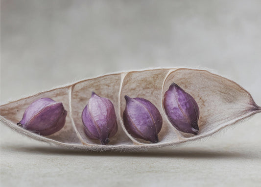 Purple Pod Harmony | Canvas