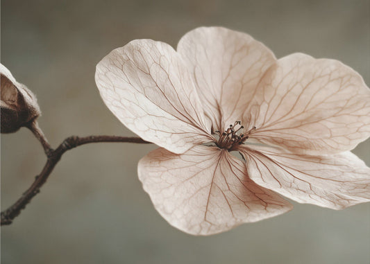 Delicate Bloom | Wallpaper