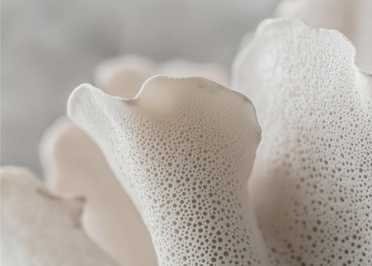Porcelain Petals | Canvas
