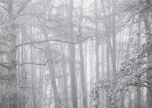 Nebliger Wintermorgen 2 | Leinwand