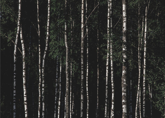 Irgendwo in Schweden 4 | Leinwand