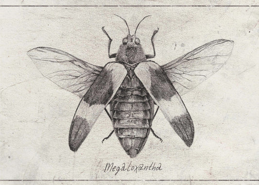 Komplexe Insektenskizze | Leinwand