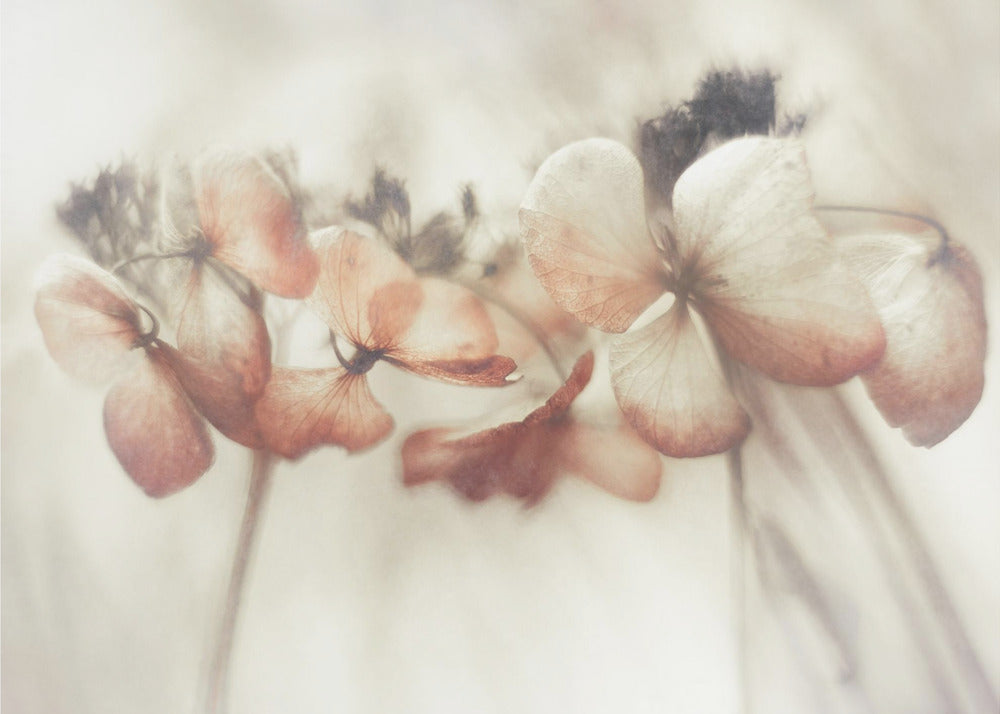 Bloomed | Poster
