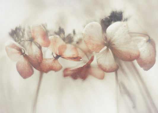 Bloomed | Canvas