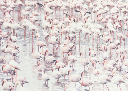 Flamingos | Canvas