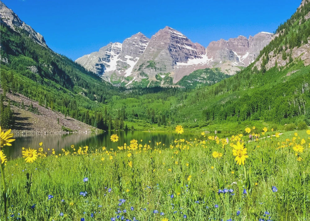 Maroon Bells Wildblumen | Poster